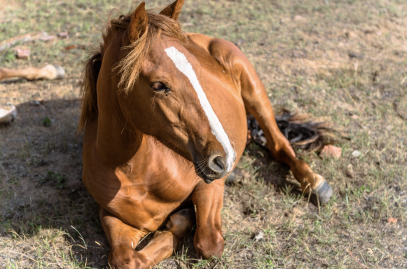 cause probleme neuro musculaires cheval